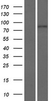 ENGASE Human Over-expression Lysates NM_001042573