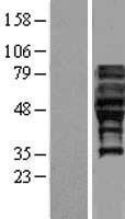 FAM113A (PCED1A) Human Over-expression Lysates NM_022760
