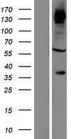 ls064778 fndc3b human over expression lysates nm 001135095 wb testing 2