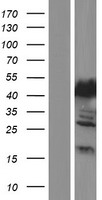 MTHFSD Human Over-expression Lysates NM_001159377
