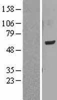 ls064788 lmf1 human over expression lysates nm 022773 wb testing 1