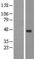 DEM1 (EXO5) Human Over-expression Lysates NM_022774