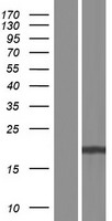 IL17E (IL25) Human Over-expression Lysates NM_172314