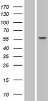 CYP3A43 Human Over-expression Lysates NM_022820