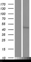 CYP3A43 Human Over-expression Lysates NM_057096
