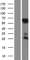 ls064837 klc2 human over expression lysates nm 001134774 wb testing 4