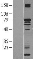 ls064837 klc2 human over expression lysates nm 001134776 wb testing 3