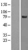 ls064847 spata20 human over expression lysates nm 022827 wb testing 1