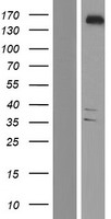 ls064848 ythdc2 human over expression lysates nm 022828 wb testing 1