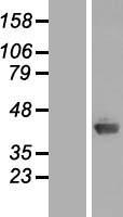 ls064853 c1orf80 aida human over expression lysates nm 022831 wb testing 1