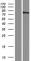 NIBAN2 Human Over-expression Lysates NM_022833