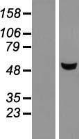 METTL4 Human Over-expression Lysates NM_022840