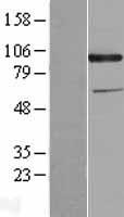 CDCP1 Human Over-expression Lysates NM_022842