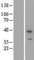 CDCP1 Human Over-expression Lysates NM_178181