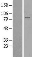 PAPOLG Human Over-expression Lysates NM_022894