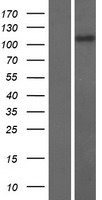 ls064926 rasal3 human over expression lysates nm 022904 wb testing 1