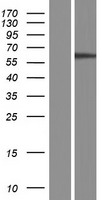 ls064943 nt5dc2 human over expression lysates nm 022908 wb testing 1