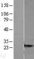 MRPS26 Human Over-expression Lysates NM_030811