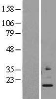 ls064951 mrps24 human over expression lysates nm 032014 wb testing 1