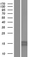 MRPS11 Human Over-expression Lysates NM_176805