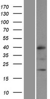 ls064983 mrpl32 human over expression lysates nm 031903 wb testing 1