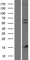 ls065018 pink1 human over expression lysates nm 032409 wb testing 1
