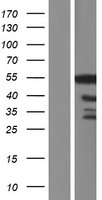 GPBP1 Human Over-expression Lysates NM_001127236