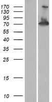 RAPH1 Human Over-expression Lysates NM_203365