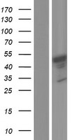 ALS2CR4 (TMEM237) Human Over-expression Lysates NM_001044385