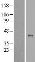ls065080 mrpl44 human over expression lysates nm 022915 wb testing 1