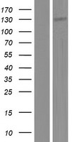 NOL6 Human Over-expression Lysates NM_022917