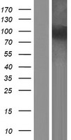 NOL6 Human Over-expression Lysates NM_139235