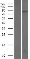ls065095 kri1 human over expression lysates nm 023008 wb testing 1