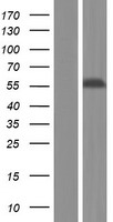 UPF3A Human Over-expression Lysates NM_023011