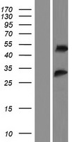 ls065117 rsrc2 human over expression lysates nm 198261 wb testing 2