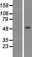 ls065122 pramef2 human over expression lysates nm 023014 wb testing 1