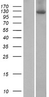 ls065249 zswim4 human over expression lysates nm 023072 wb testing 1