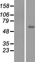 ls065251 znf649 human over expression lysates nm 023074 wb testing 1