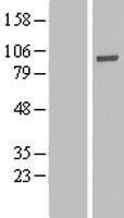 ls065979 phactr4 human over expression lysates nm 001048183 wb testing 1