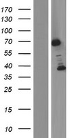 BRD9 Human Over-expression Lysates NM_023924