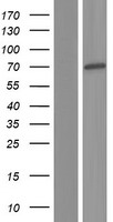 ZNF447 (ZSCAN18) Human Over-expression Lysates NM_001145542