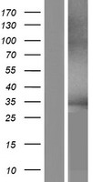 GRAMD2B Human Over-expression Lysates NM_001146320