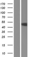 GRAMD2B Human Over-expression Lysates NM_001146322