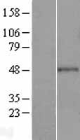 ls065983 gramd2b human over expression lysates nm 023927 wb testing 2