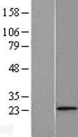 ls065991 fundc2 human over expression lysates nm 023934 wb testing 1