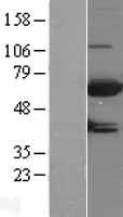 MTMR9 Human Over-expression Lysates NM_015458