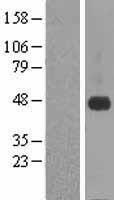 CRELD1 Human Over-expression Lysates NM_001031717