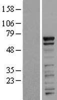 ls078994 prr14 human over expression lysates nm 024031 wb testing 1