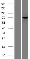 ls078995 hrob human over expression lysates nm 024032 wb testing 1