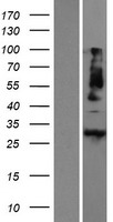 METRN Human Over-expression Lysates NM_024042